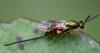 Torymus sp.